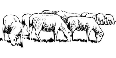 Grazing sheep picture