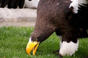 white tailed eagle wit a huge yellow beak