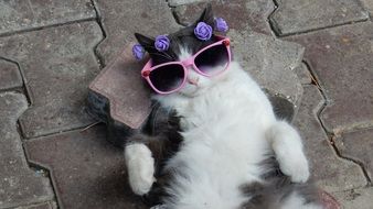 kitten in sunglasses lies on the ground