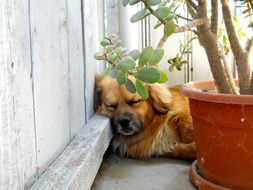red dog sleeping