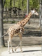 Giraffe in a zoo