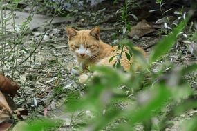 red cat in the yard