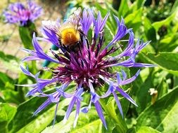 Cornflower Insect
