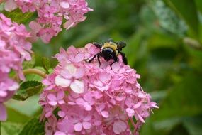 bee on lush pink inflorescences close-up
