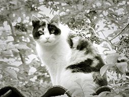 Black and white photo of the cat on the roof