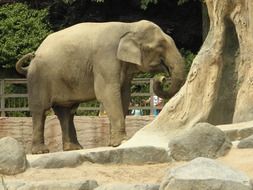 elephant in the aviary