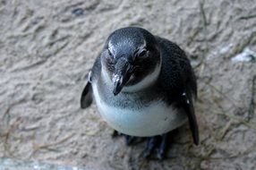 Penguin on the rock in nature reserve