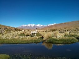 wild animal in Bolivia