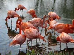 pink flamingos in the lake