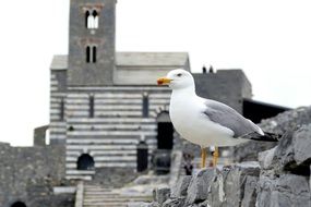 seagull on a stone in the background of buildings