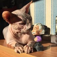 cat Sphinx and statue of Einstein