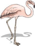 Pink flamingo clipart