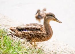 ducks on the water in the summer park