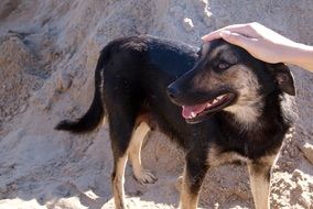 portrait of Friendship between human and dog