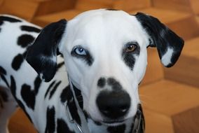 charming Dalmatians dog