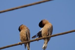 the birds are sitting on a wire