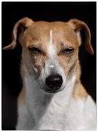 Cute and beautiful brown and white jack russell