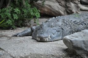 relaxed alligator