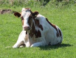 spotted cow on green grass