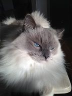 fluffy kitten on a black background