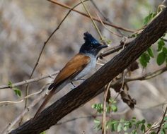 Asian Paradise Bird