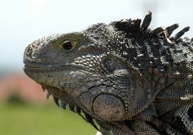 Lizard head close up, indonesia, Bali