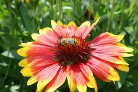 the insect collects pollen on a blooming flower