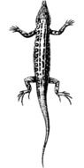 painted lizard on a white background