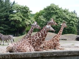 giraffes rest