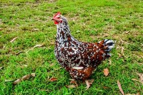 colorful Hen on green grass, side view