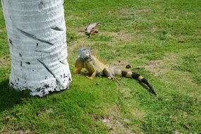 iguana near palm trees in the Cayman Islands