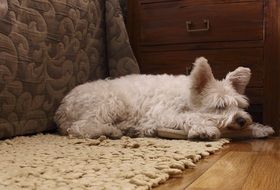 beautiful and cute Dog Sleep
