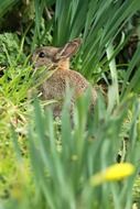Rabbit in the green garden