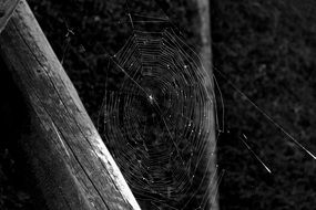 Black and white photo of the cobweb