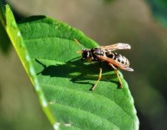 wasp on a leaf Closeup