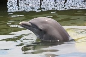 adorable dolphin