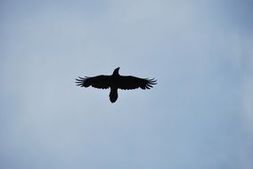 silhouette of a raven under the sky