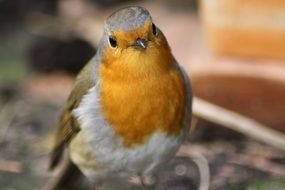 warbler with yellow plumage in the garden