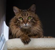 fluffy domestic cat with green eyes