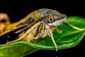 moth on a green leaf on a black background