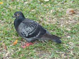 dove on green grass