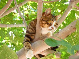 tabby domestic cat on the tree