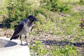 crow on a stone circle on a sunny day