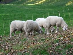 white sheep eat grass on pasture