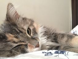 charming cat on a pillow