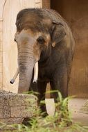 Elephant near the wall