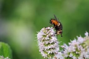 wondrous Hoverfly