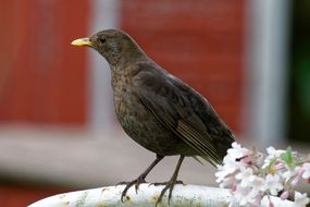 perched common blackbird
