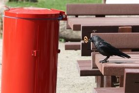 jackdaw near waste bin
