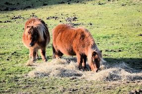 two ponies in the pasture on a sunny day